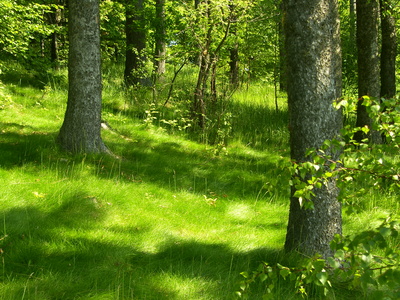 wald