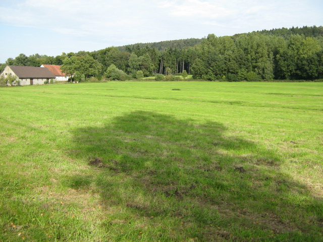 Wiese