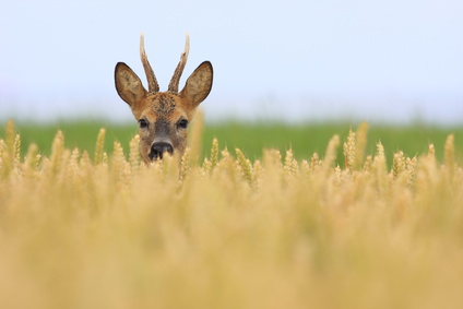 BOCK