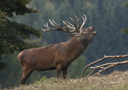 HIRSCH