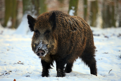 wildsau