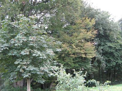 Kiefernwald