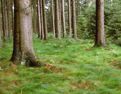 Wald