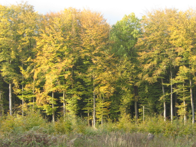 nadelwald