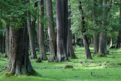 wald