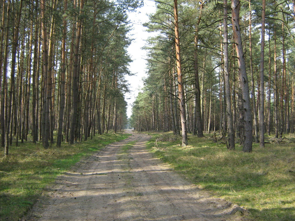 Waldweg