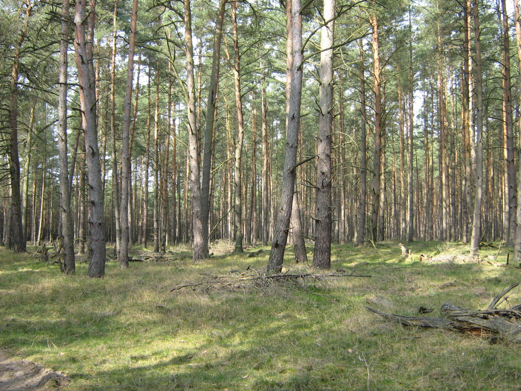 Wald