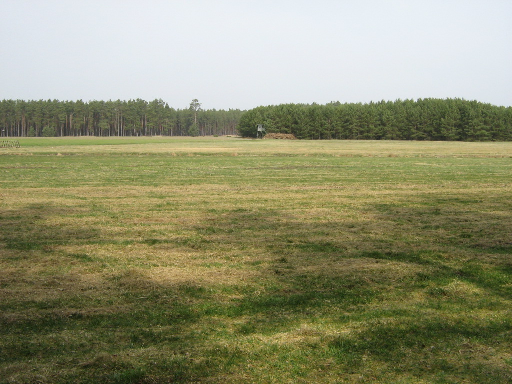 Wiese